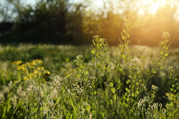 晴れた日に牧草地で成長する美しい花 — ストック写真