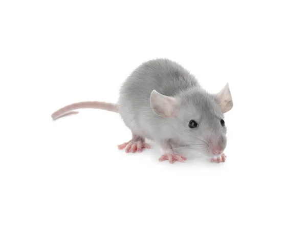 Kleine Pluizige Grijze Rat Witte Achtergrond — Stockfoto