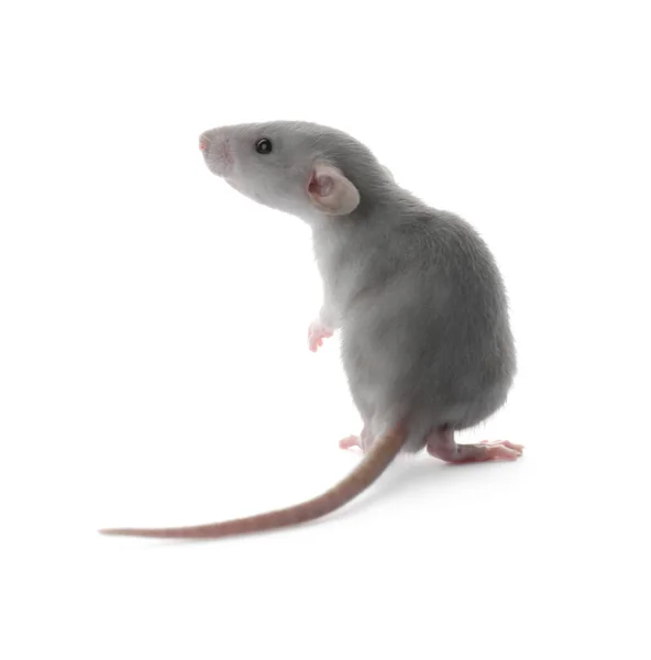 Small Fluffy Grey Rat White Background — Stock Photo, Image