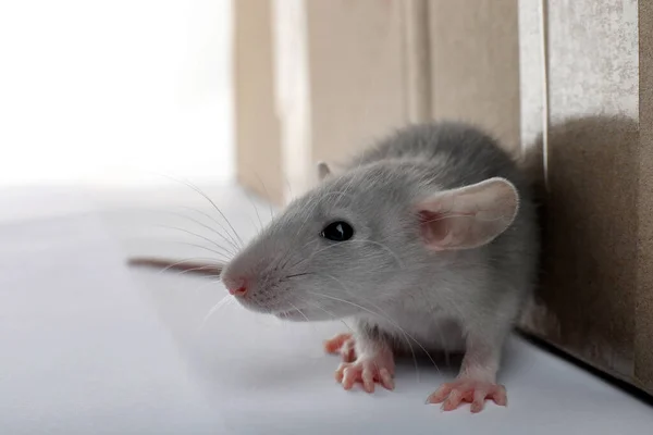 Rato Cinzento Pequeno Perto Caixa Papelão Fundo Branco Close — Fotografia de Stock