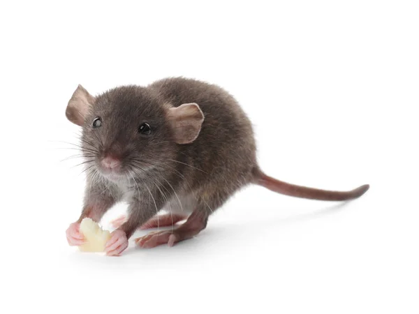 Petit Rat Brun Avec Morceau Fromage Sur Fond Blanc — Photo