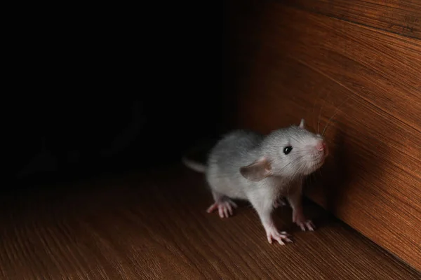 Mały Szary Szczur Przy Drewnianej Ścianie Podłodze Miejsce Tekst — Zdjęcie stockowe