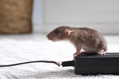 Kapalı alanda yerde çiğnenmiş elektrik teli olan fare. Haşere kontrolü