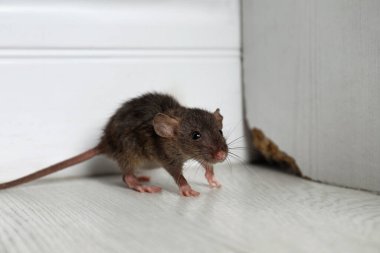 Grey rat near wooden wall on floor. Pest control clipart