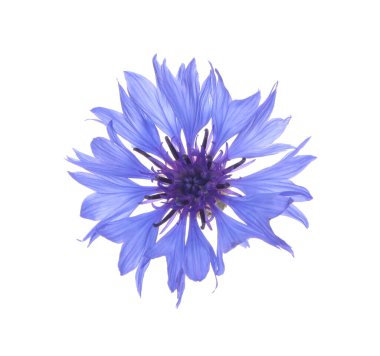 Güzel açık mavi çiçek bitkisi beyaza izole edilmiş.