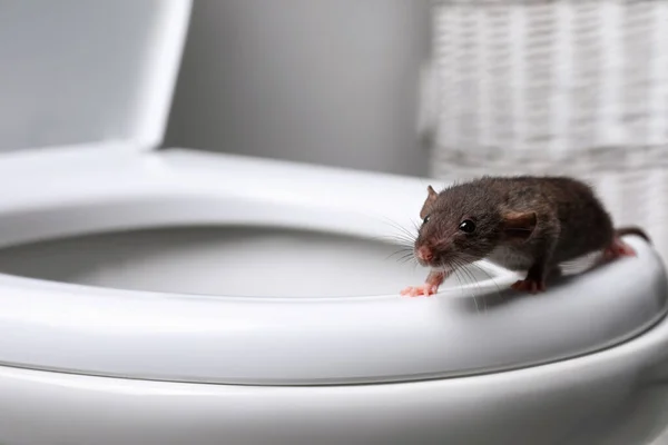 Rat Toiletpot Badkamer Bestrijding Van Plagen — Stockfoto