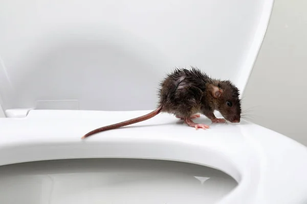 Rat Humide Sur Cuvette Des Toilettes Dans Salle Bain Lutte — Photo