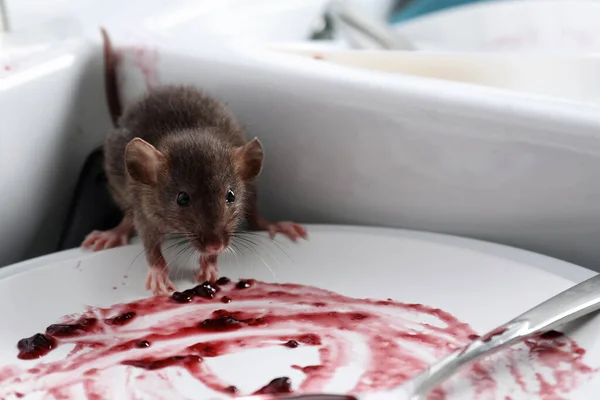 Ratto Piatti Sporchi Lavello Primo Piano Controllo Dei Parassiti — Foto Stock