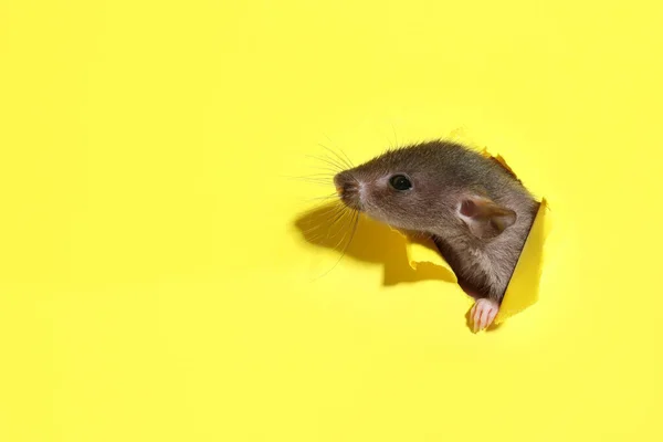 Mignon Rat Regardant Travers Trou Dans Feuille Papier Jaune Espace — Photo