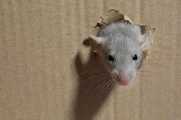 Cute Szczur Patrząc Przez Otwór Tekturowej Blachy Miejsce Tekst — Zdjęcie stockowe