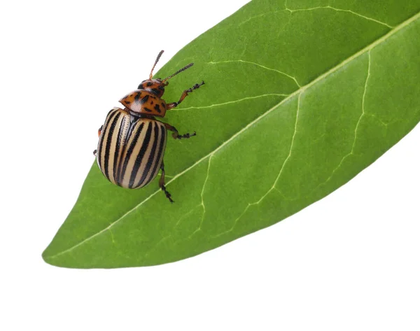 Escarabajo Patata Colorado Sobre Hoja Verde Sobre Fondo Blanco —  Fotos de Stock