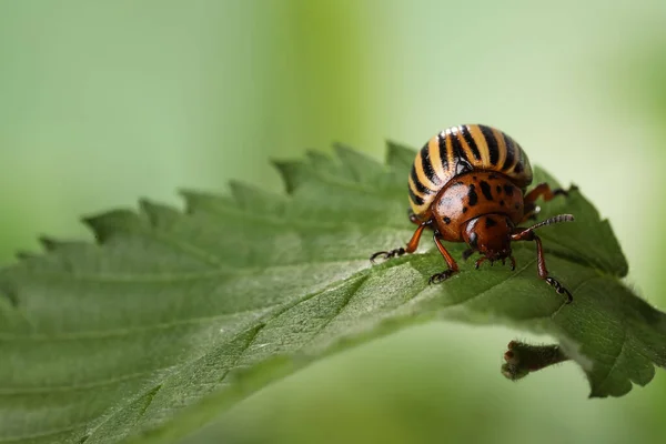 Escarabajo Patata Colorado Hoja Verde Sobre Fondo Borroso Primer Plano —  Fotos de Stock