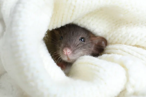 Rato Pequeno Bonito Envolto Xadrez Malha Branca Close — Fotografia de Stock