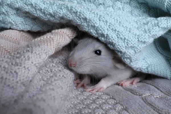 Mignon Petit Rat Enveloppé Dans Plaid Tricoté Gros Plan — Photo