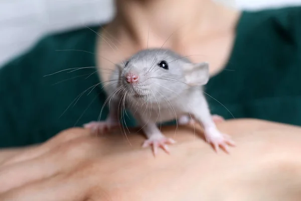 Frau Mit Niedlicher Kleiner Ratte Nahaufnahme — Stockfoto