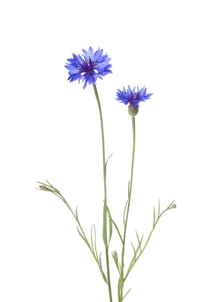 Красиві Світло Блакитні Квіти Ізольовані Білому — стокове фото