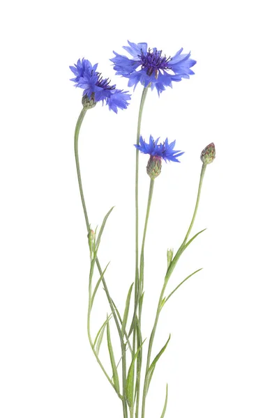 Piękne Jasnoniebieskie Kwiaty Kukurydzy Izolowane Białym — Zdjęcie stockowe