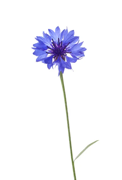 Güzel Açık Mavi Çiçek Bitkisi Beyaza Izole Edilmiş — Stok fotoğraf