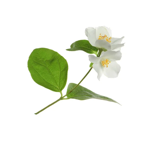 Lindas Flores Jasmim Planta Com Folhas Fundo Branco — Fotografia de Stock