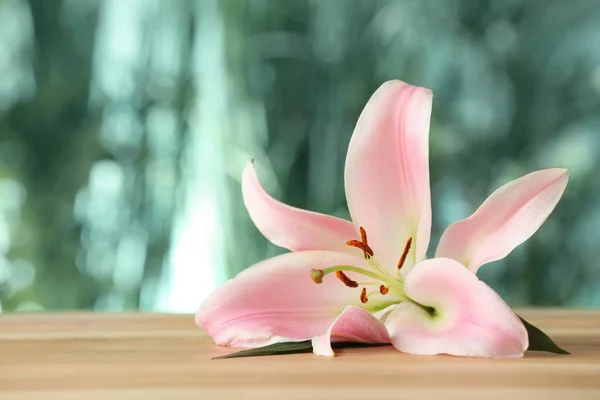 Piękny Różowy Kwiat Lilii Drewnianym Stole Rozmytym Zielonym Tle Miejsce — Zdjęcie stockowe