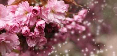 Bahar günü açık havada su damlalarıyla güzel çiçek açan sakura, mesaj için yer. Pankart tasarımı