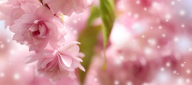 Bulanık arka planda güzel pembe sakura çiçekleri, yakın plan. Metin için boşluk