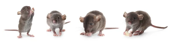 Set Von Niedlichen Kleinen Ratten Auf Weißem Hintergrund Banner Design — Stockfoto