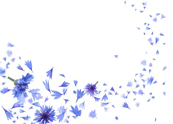 Gyönyörű Érzékeny Kék Búzavirág Szirmok Repülő Fehér Háttér — Stock Fotó