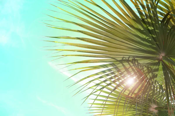 Прекрасный Вид Пальмовые Ветви Солнечный Летний День Стилизованное Тонизирование Цветов — стоковое фото