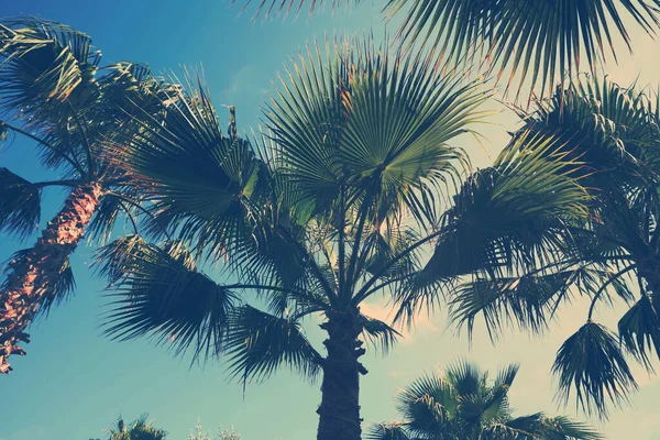 Schöne Aussicht Auf Palmen Freien Sonnigen Sommertagen Stilisierte Farbtonung — Stockfoto