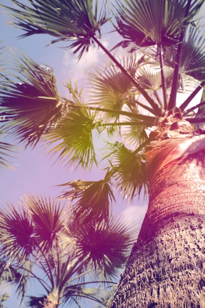 Schöne Palme Freien Sonnigen Sommertagen Blick Aus Dem Niedrigen Winkel — Stockfoto