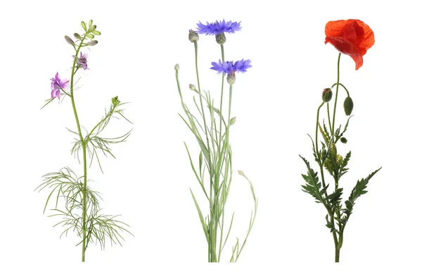 Sammlung Von Verschiedenen Schönen Wildblumen Auf Weißem Hintergrund — Stockfoto