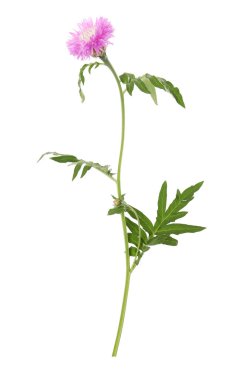 Beyaz arka planda pembe çiçekli güzel çayır bitkisi