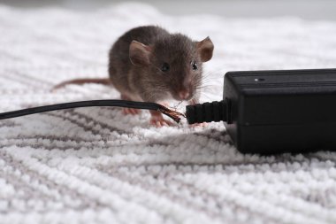 Rat with chewed electric wire on floor indoors. Pest control clipart