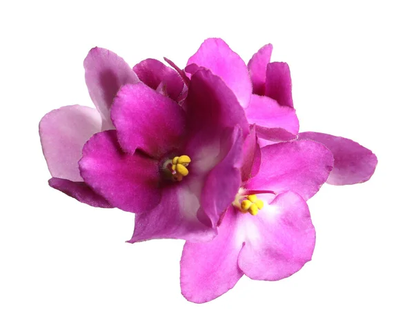 Roze Violette Bloemen Geïsoleerd Wit Delicate Huisplant — Stockfoto