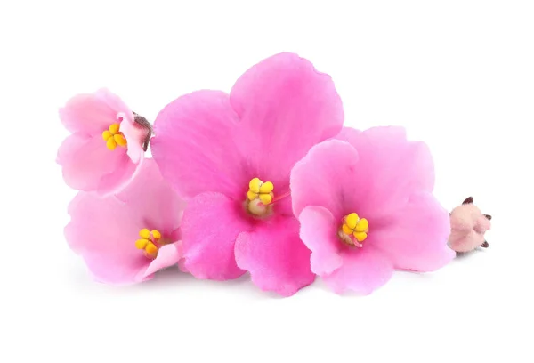 Roze Violette Bloemen Geïsoleerd Wit Delicate Huisplant — Stockfoto