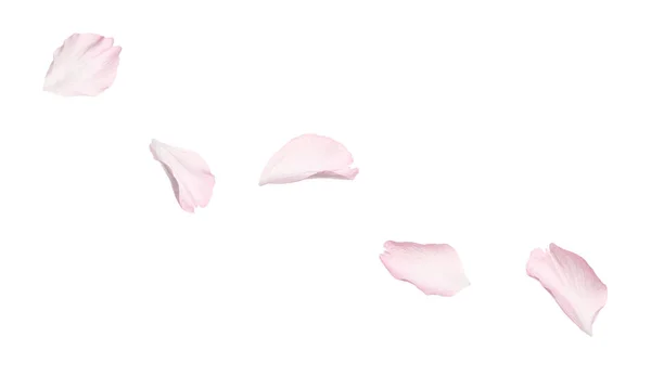 Mooie Roze Sakura Bloesem Bloemblaadjes Geïsoleerd Wit — Stockfoto