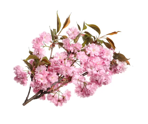 Ramo Árvore Sakura Bonita Com Flores Rosa Isolado Branco — Fotografia de Stock