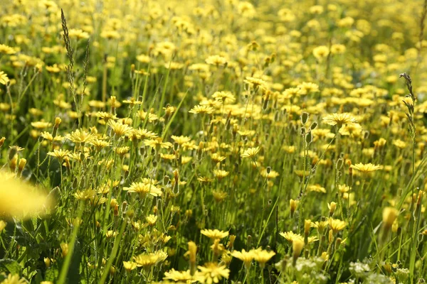 Beautiful Flowers Growing Meadow Sunny Day — Stock Photo, Image