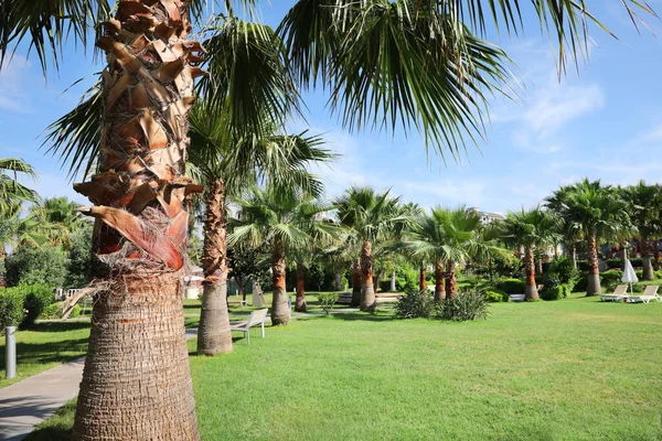 Schöne Aussicht Auf Palmen Freien Sonnigen Sommertagen — Stockfoto