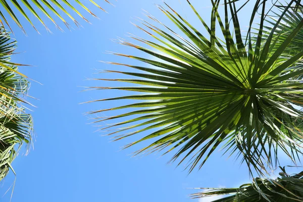 Vacker Utsikt Över Palmkvistar Solig Sommardag — Stockfoto