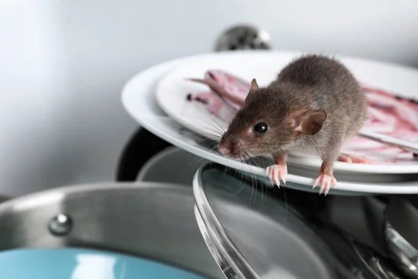 Крыса Грязная Посуда Раковине Контроль Вредителей — стоковое фото