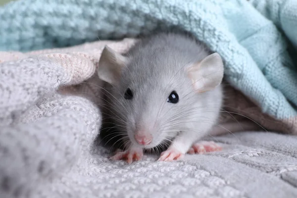 Mignon Petit Rat Enveloppé Dans Plaid Tricoté Gros Plan — Photo