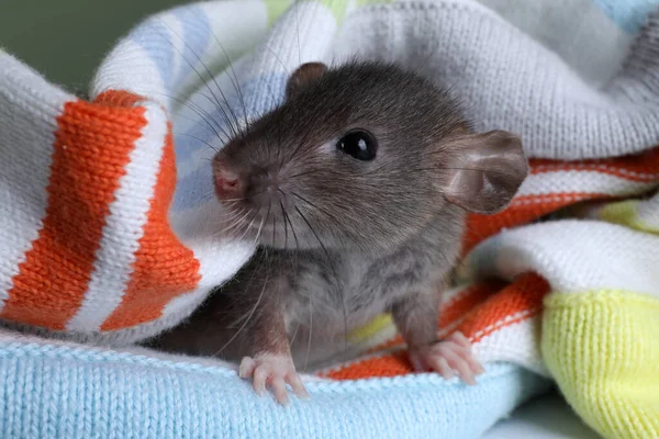 Niedliche Kleine Ratte Strickkarierte Gewickelt Nahaufnahme — Stockfoto