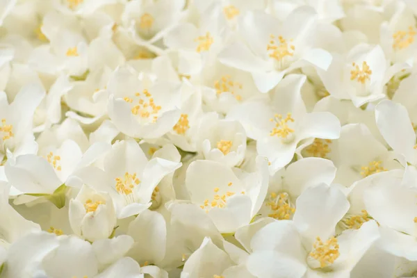 Tutup Bunga Melati Putih Yang Indah Pemandangan Atas — Stok Foto