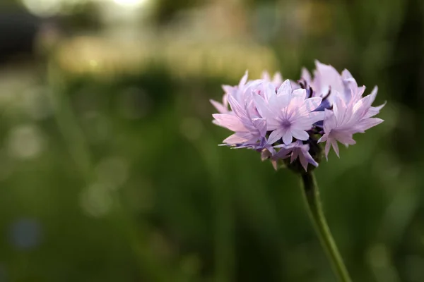 Bonita Flor Milho Violeta Livre Dia Verão Close — Fotografia de Stock