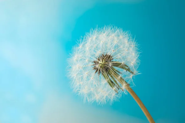 Piękny Kwiat Mniszka Lekarskiego Jasnoniebieskim Tle Zbliżenie — Zdjęcie stockowe