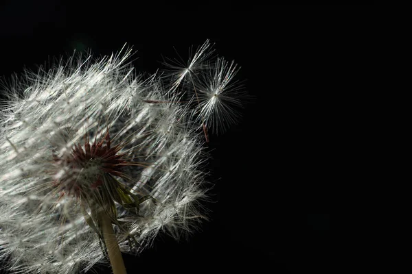 Mooie Paardebloem Zwarte Achtergrond Close Ruimte Voor Tekst — Stockfoto