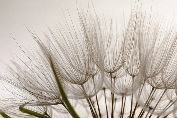 Beyaz Arka Planda Güzel Pofuduk Karahindiba Çiçeği Yakın Plan — Stok fotoğraf