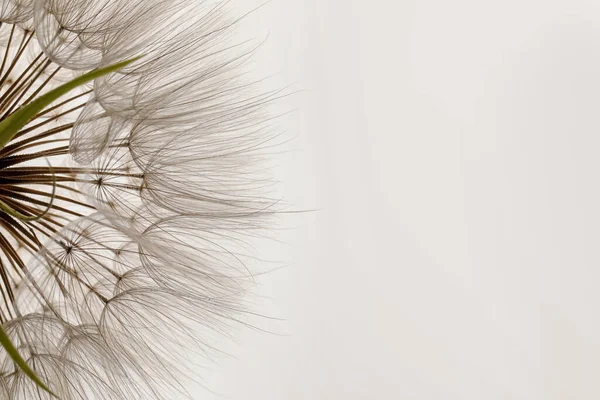 Piękny Puszysty Kwiat Mniszka Lekarskiego Białym Tle Zbliżenie — Zdjęcie stockowe